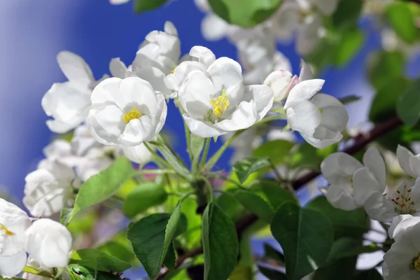 Apple träd blommar — Stockfoto