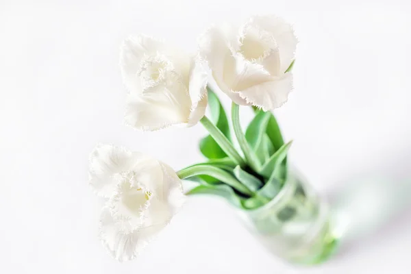 Tulips — Stock Photo, Image