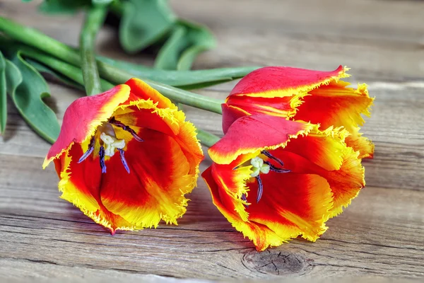 Tulips — Stock Photo, Image