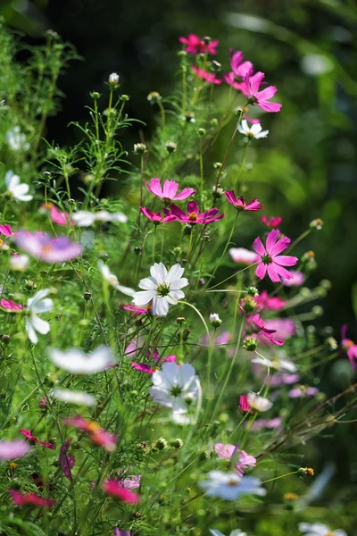 Cosmos — Foto de Stock