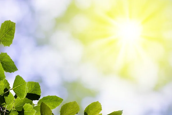 Hoja del álamo al sol —  Fotos de Stock