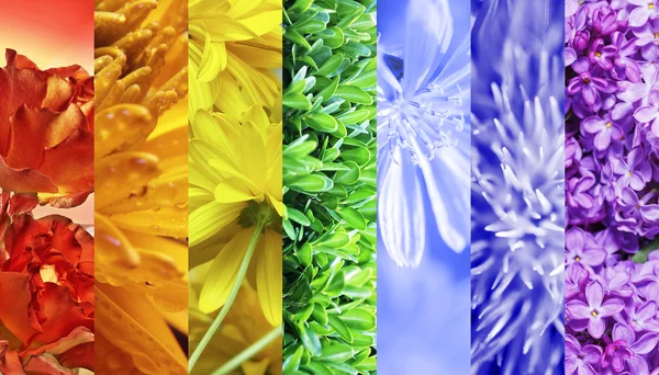 Flowers multicolored collage. Stock Picture