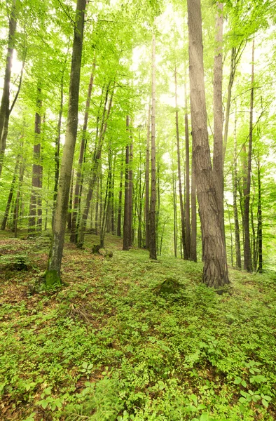 Solen genom träd i skogen — Stockfoto