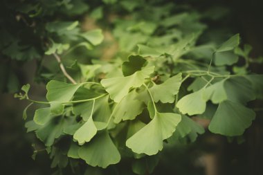 Gingko biloba closeup