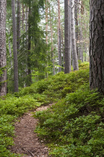 Austrian Forest near Velden am Worthersee (Carinthia, Austria) — Stock Photo, Image