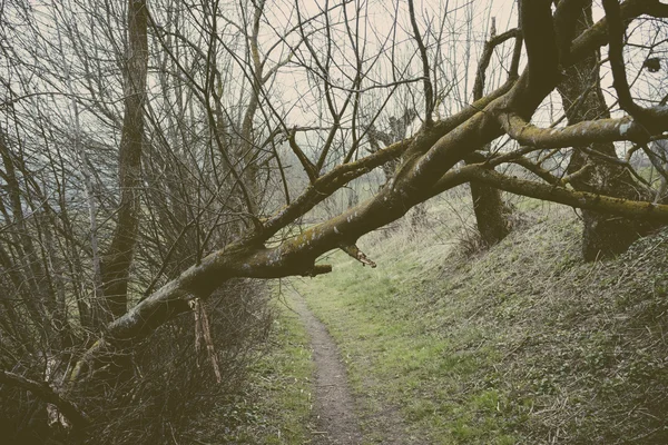 Umgestürzter Baum in der Nähe eines Waldweges lizenzfreie Stockbilder