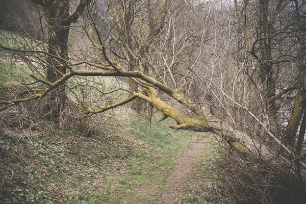 Umgestürzter Baum in der Nähe eines Waldweges Stockfoto