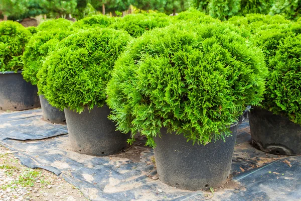 Evergreen ciprestes plantas em vasos na fazenda de árvores — Fotografia de Stock