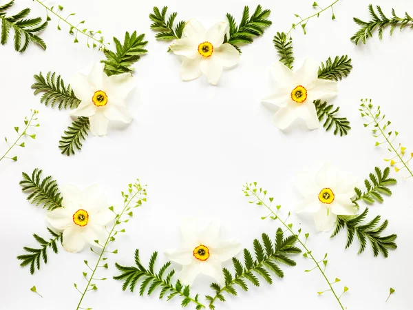 Verse narcissus bloemen bladeren en hepherd van portemonnees op wit — Stockfoto