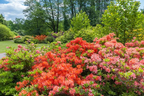 Rododendronových keřů v letním parku. — Stock fotografie