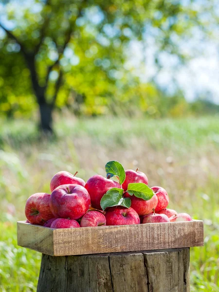 Wooden box of red apples in a apple orchard. — Stock Photo, Image