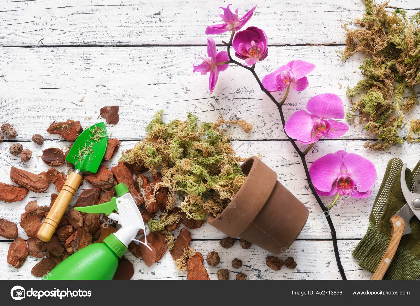 Maceta Corteza Pino Arcilla Expandida Musgo Pala Para Plantar Orquídeas:  fotografía de stock © ChamilleWhite #452713896