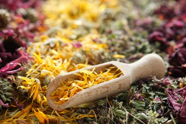 Dried Medicinal Herbs Echinacea Calendula Wild Marjoram Rose Petals Closeup — Stock Photo, Image