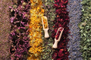 Sıralar halinde kurumuş şifalı otlar - heather, echinacea, calendula, yabani marjoram, gül yaprakları, lavanta çiçekleri ve limon yağı. İki kepçe şifalı bitki ve böğürtlen..