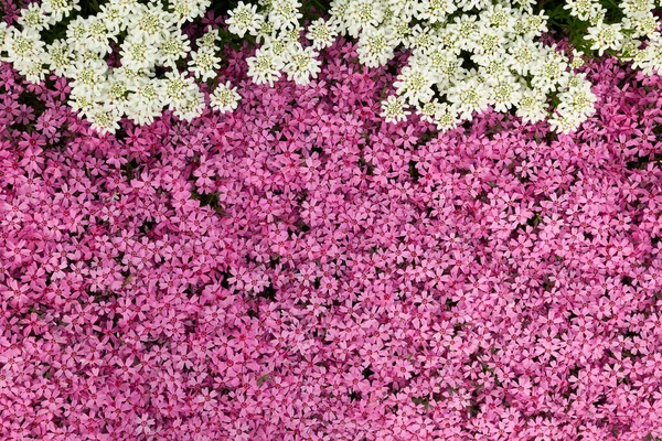 Moosrosa Kriechender Phlox Oder Phlox Subulata Blüten Hintergrund Nahaufnahme Draufsicht — Stockfoto