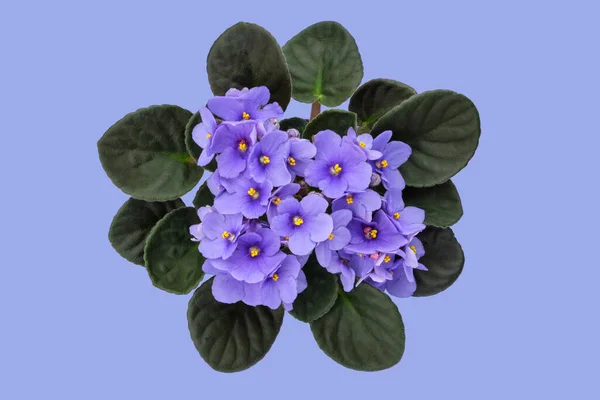 Violette Bleue Saintpaulia Fleur Sur Fond Bleu Plante Intérieur Africaine — Photo