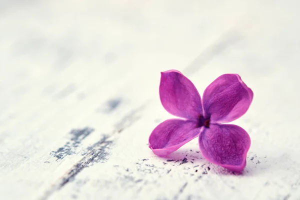 小さなライラックの花のマクロ画像 紫のライラックの花弁1枚 白木の板の上の新羅花 — ストック写真