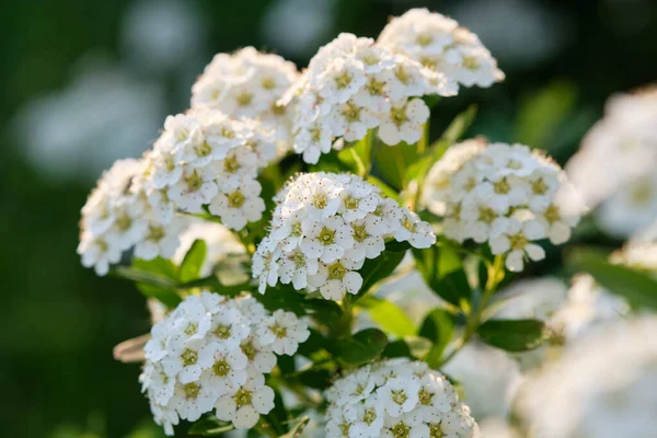 光洁的白色蜘蛛丝Spiraea Nipponica Bush — 图库照片