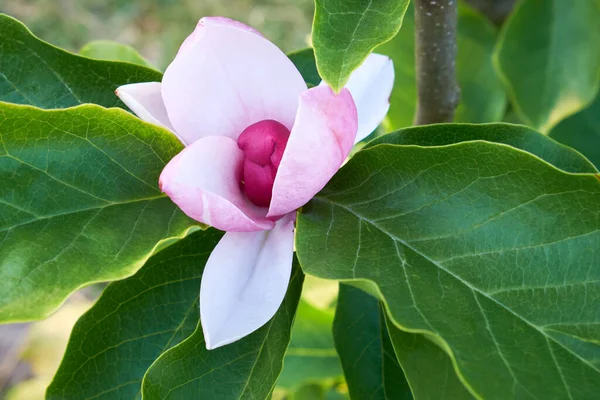 Różowy Kwiat Magnolia Jane Zbliżeniu Drzewa Magnolia — Zdjęcie stockowe