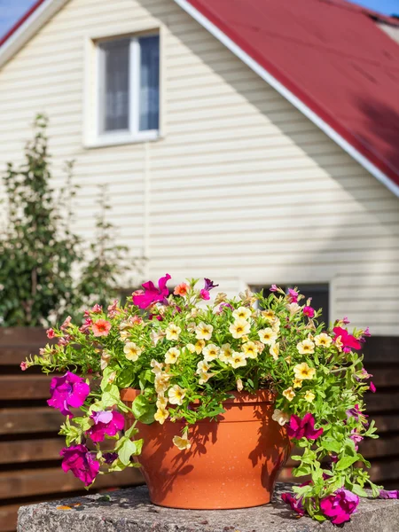 Blomkruka med petunia blommor nära ett hem — Stockfoto