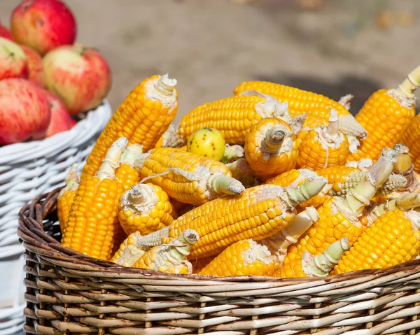 Maíz maduro y manzanas en cestas — Foto de Stock