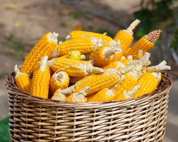 Спелые кукурузы в корзине — стоковое фото