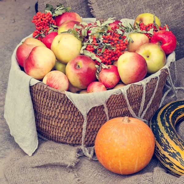 Apples in wicker basket, pumpkin, marrow and rowan berry — Stock Photo, Image