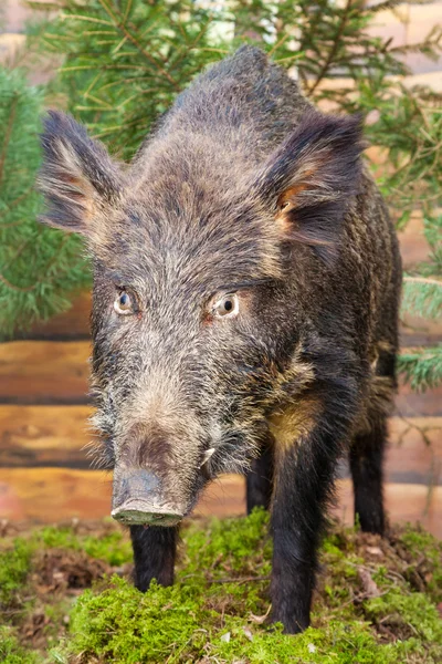 Stuffed wild boar — Stock Photo, Image