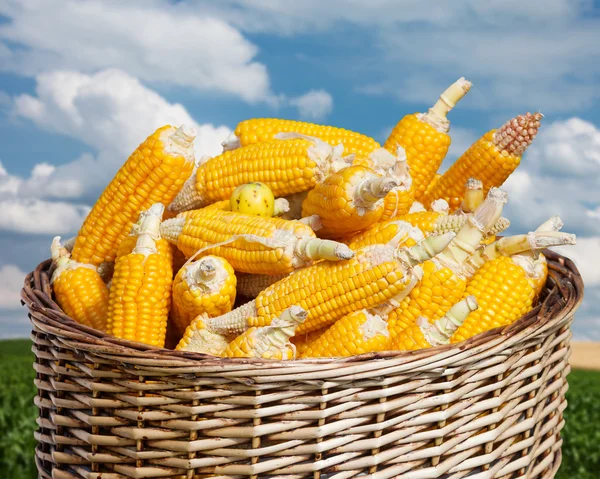 Rijp maïs in mand op blauwe hemelachtergrond — Stockfoto