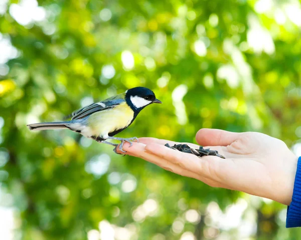 Fågeln tar ett frö från den mänskliga handen — Stockfoto