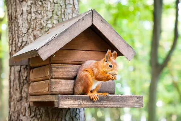 Wild eekhoorn eet in zijn huis — Stockfoto