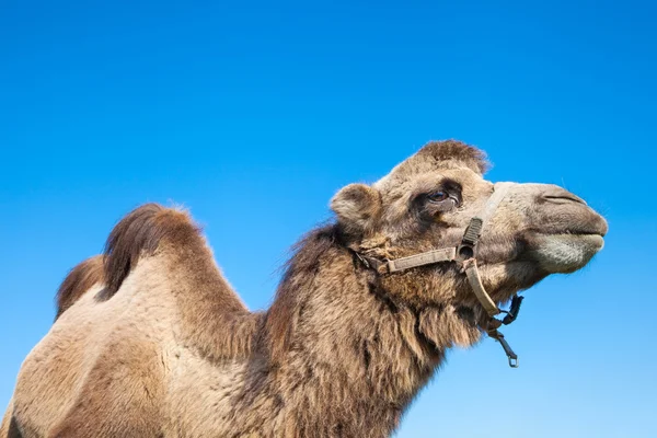 Portrait of camel — Stock Photo, Image