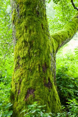 Moss ormandaki yaşlı ağaç