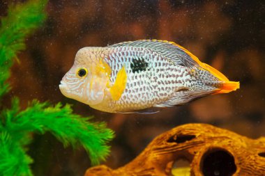Aequidens rivulatus. Yeşil terör Çiklit akvaryum.