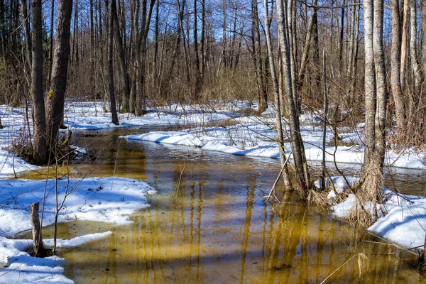 Au début du printemps dans la forêt, paysage ensoleillé de mars — Photo