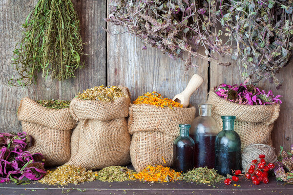 Healing herbs in hessian bags and bottles of essential oil near