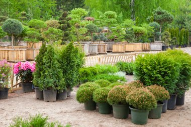 Cypresses plants in pots bonsai garden plants on tree farm clipart