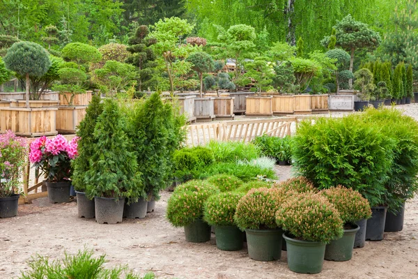 Cypresses plants in pots bonsai garden plants on tree farm — Stock Photo, Image