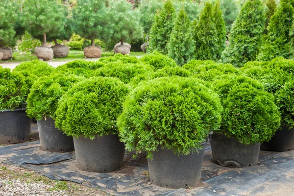 Cypresses plants in pots on tree farm — Stock Photo, Image