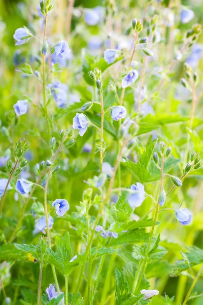 Blauwe Veronica bloemen, macro, selectieve aandacht — Stockfoto