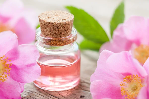 Flaska väsentliga rosor olja och rosa vilda rosa blommor. — Stockfoto