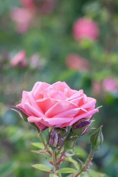 Rosa trädgård rose — Stockfoto