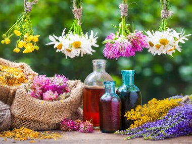 Healing herbs bunches, bottle of oil or tincture, hessian bags w