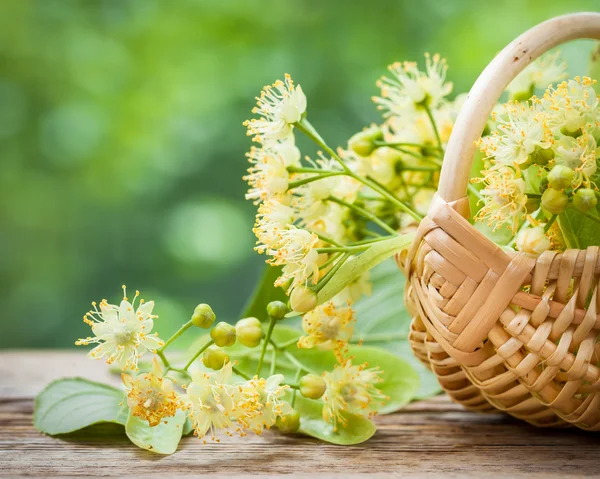 Wicker basket with lime flowers, herbal medicine. — Stock Photo, Image