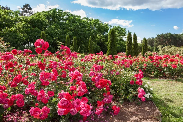 Lit de roses sur jardin paysage — Photo