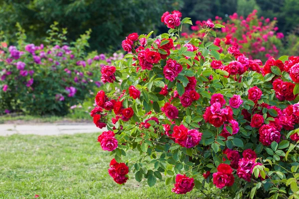 Roses bush on garden landscape — Stock Image Roses bush on garden landscape Royalty Free Stock Photos