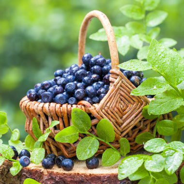 Basket with blueberries in forest