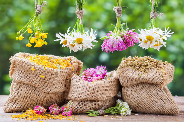 Healing herbs bunches and hessian bags with dried plants
