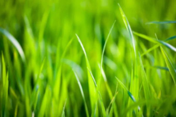 Fundo borrado de grama verde — Fotografia de Stock