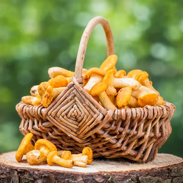 Chanterelles en canasta de mimbre en tronco de madera en el bosque —  Fotos de Stock